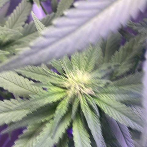 Mimosa Evo growlog timeline photo