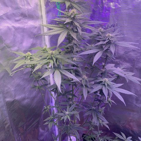 Mimosa Evo growlog timeline photo