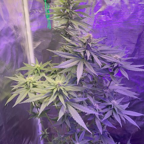 Mimosa Evo growlog timeline photo