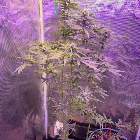 Mimosa Evo growlog timeline photo