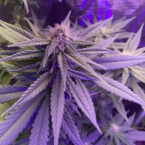 Mimosa Evo growlog timeline photo