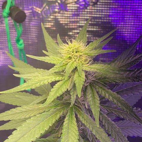 Mimosa Evo growlog timeline photo