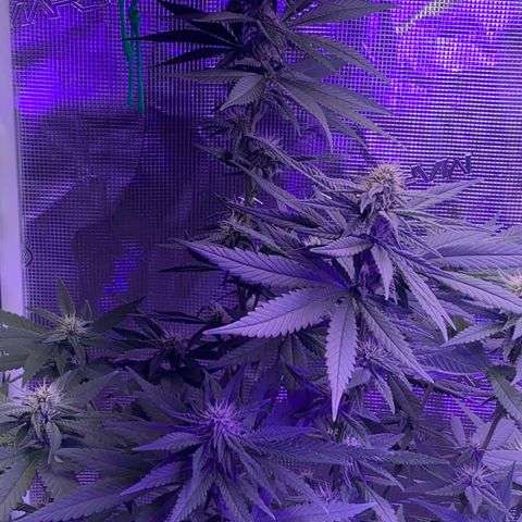 Mimosa Evo growlog timeline photo
