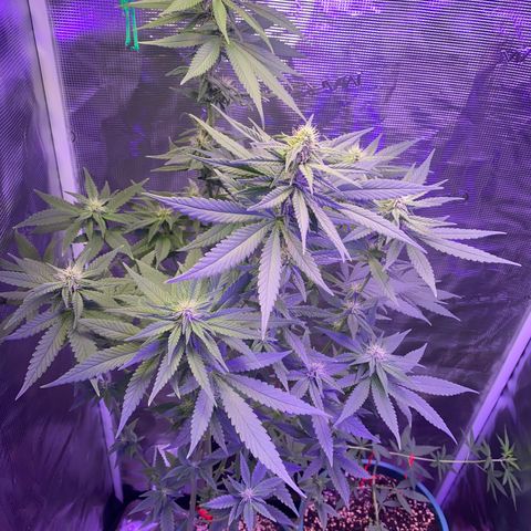 Mimosa Evo growlog timeline photo