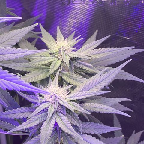Mimosa Evo growlog timeline photo