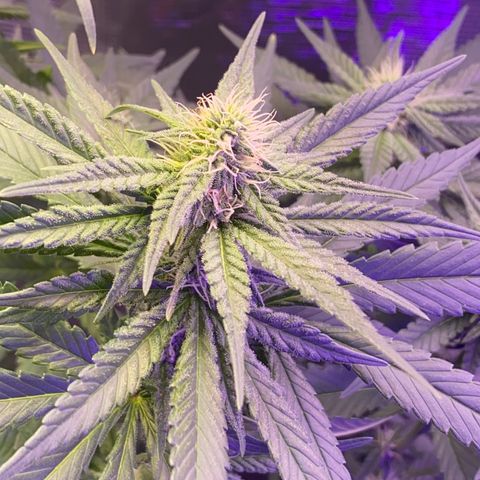 Mimosa Evo growlog timeline photo