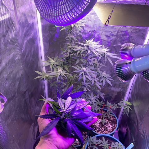 Mimosa Evo growlog timeline photo