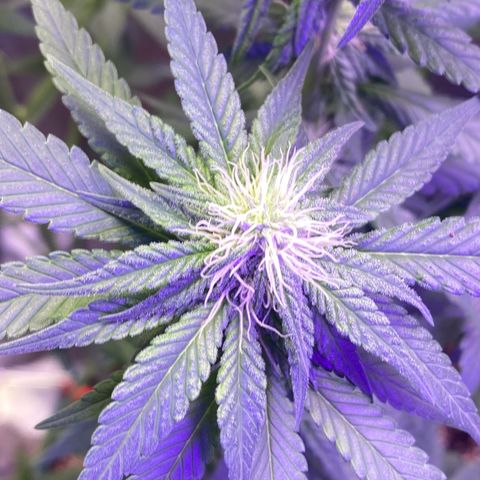 Mimosa Evo growlog timeline photo