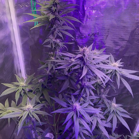 Mimosa Evo growlog timeline photo