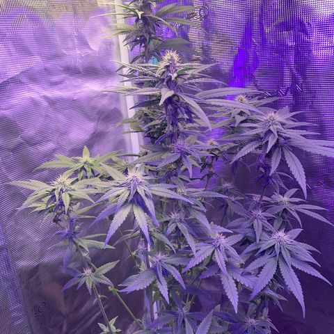 Mimosa Evo growlog timeline photo