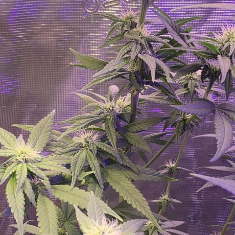 Mimosa Evo growlog timeline photo