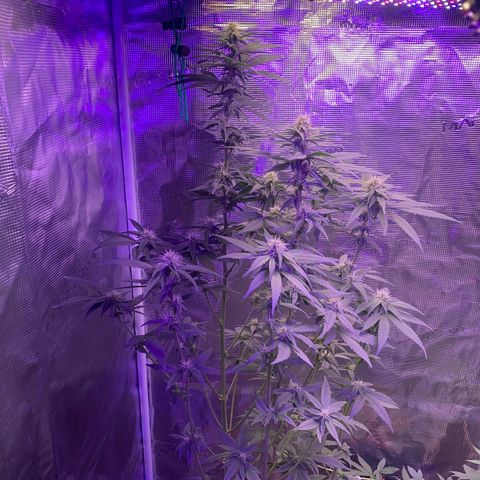 Mimosa Evo growlog timeline photo