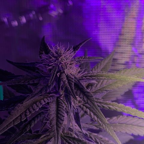 Mimosa Evo growlog timeline photo