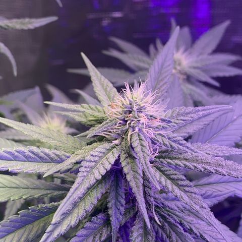 Mimosa Evo growlog timeline photo