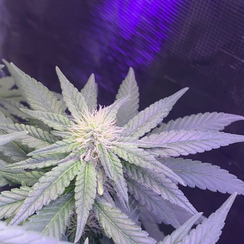 Mimosa Evo growlog timeline photo