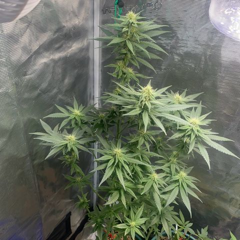 Mimosa Evo growlog timeline photo