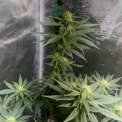 Mimosa Evo growlog timeline photo