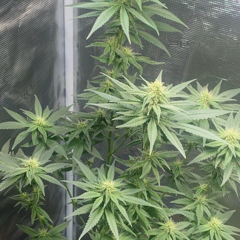 Mimosa Evo growlog timeline photo