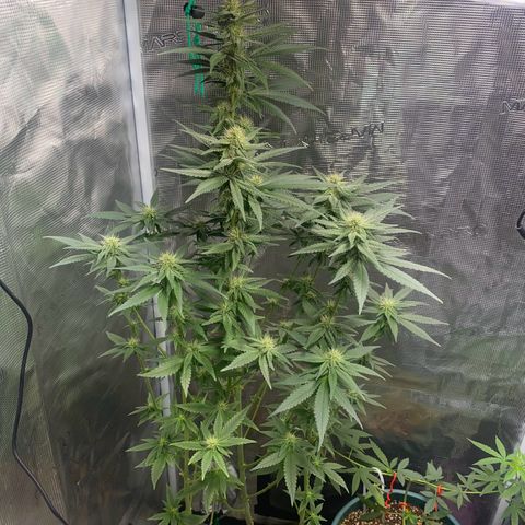 Mimosa Evo growlog timeline photo