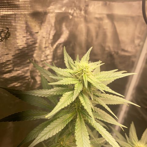 Mimosa Evo growlog timeline photo