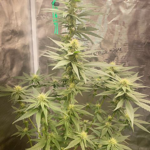Mimosa Evo growlog timeline photo