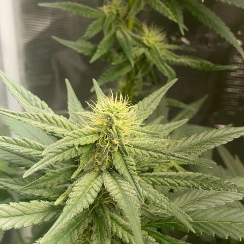 Mimosa Evo growlog timeline photo
