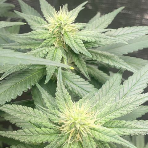 Mimosa Evo growlog timeline photo