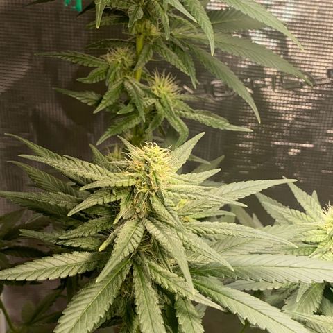 Mimosa Evo growlog timeline photo