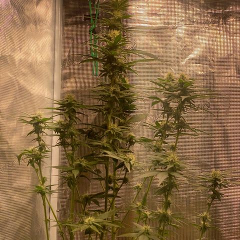 Mimosa Evo growlog timeline photo