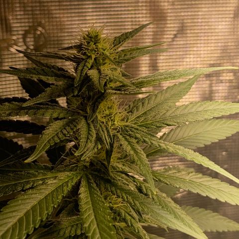 Mimosa Evo growlog timeline photo