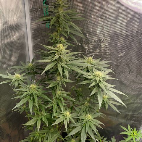 Mimosa Evo growlog timeline photo