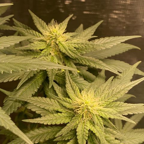Mimosa Evo growlog timeline photo