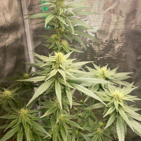 Mimosa Evo growlog timeline photo