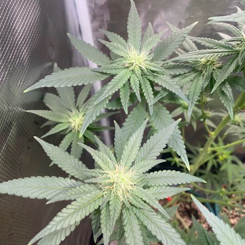 Mimosa Evo growlog timeline photo