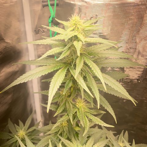 Mimosa Evo growlog timeline photo