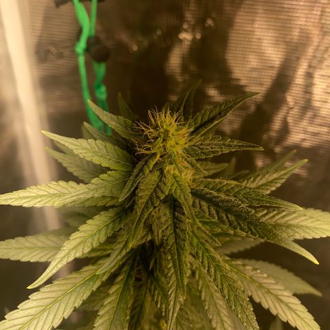 Mimosa Evo growlog timeline photo