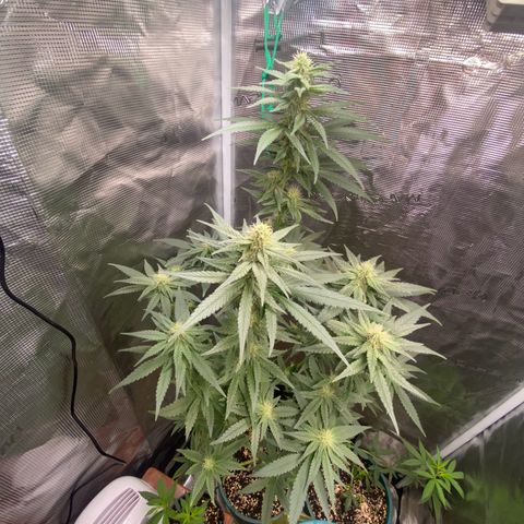 Mimosa Evo growlog timeline photo