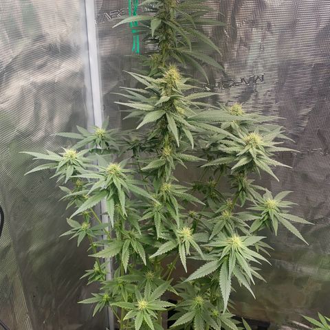 Mimosa Evo growlog timeline photo