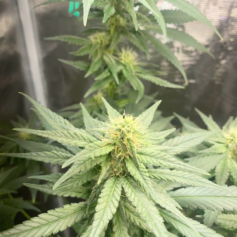 Mimosa Evo growlog timeline photo