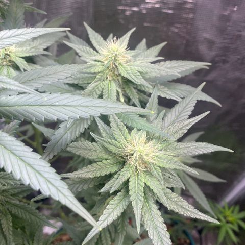 Mimosa Evo growlog timeline photo