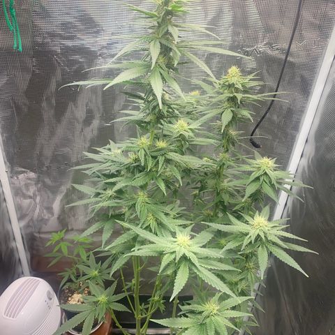 Mimosa Evo growlog timeline photo