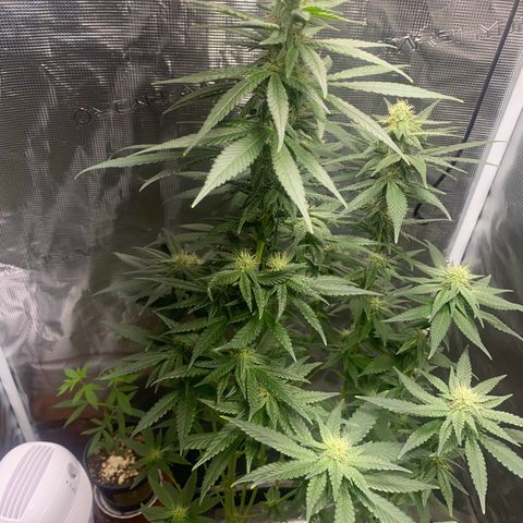Mimosa Evo growlog timeline photo