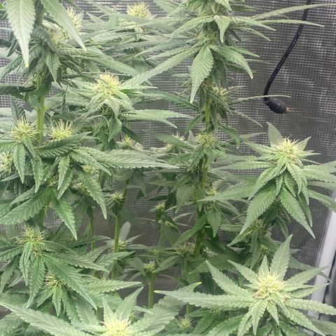 Mimosa Evo growlog timeline photo