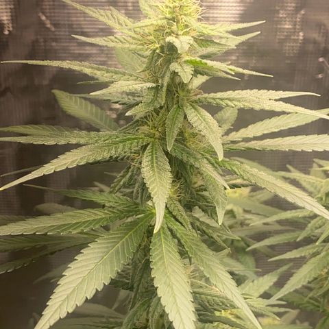 Mimosa Evo growlog timeline photo