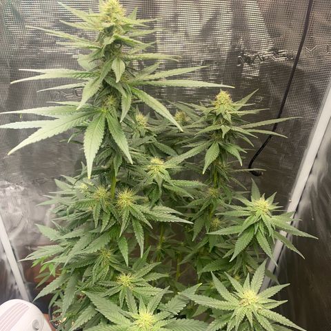 Mimosa Evo growlog timeline photo