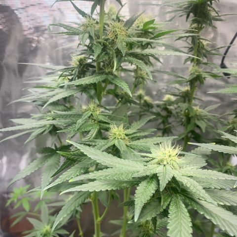 Mimosa Evo growlog timeline photo