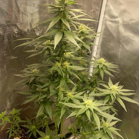 Mimosa Evo growlog timeline photo