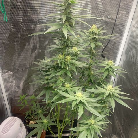 Mimosa Evo growlog timeline photo