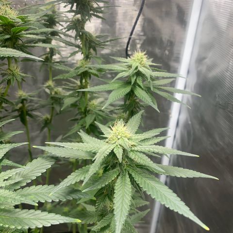 Mimosa Evo growlog timeline photo