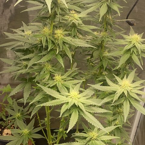 Mimosa Evo growlog timeline photo